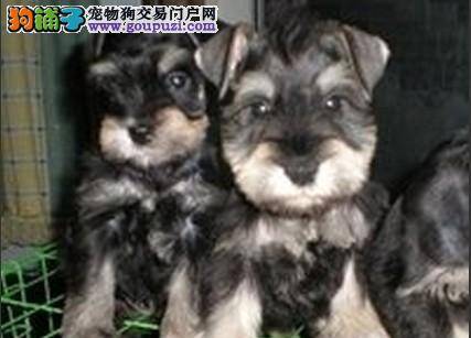 雪纳瑞狗狗洗澡的正确顺序和注意事项