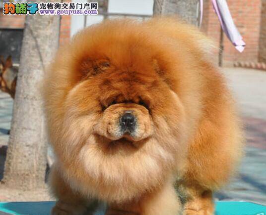 松狮犬一天要喂多少顿才合适
