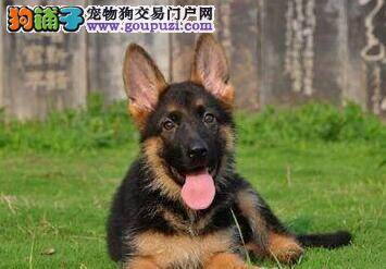 德国牧羊犬便便不成形还带血什么问题