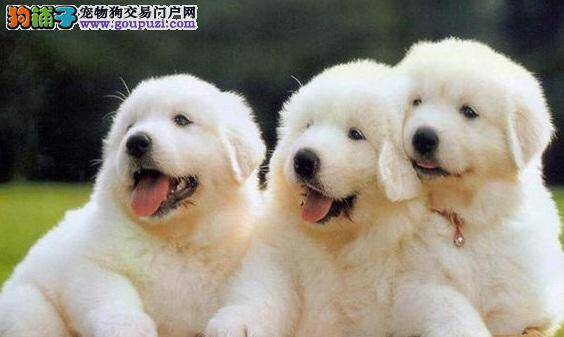 大白熊犬左腿不知不觉就瘸了 谁知道怎么回事啊