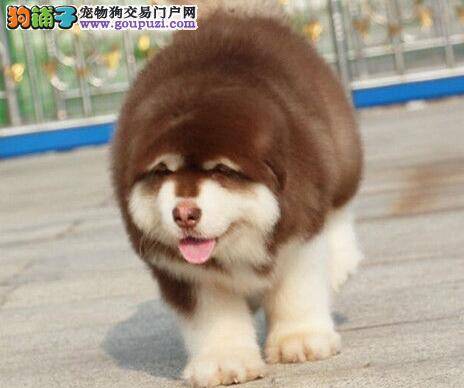 快乐成长 饲养阿拉斯加雪橇犬幼犬的方法