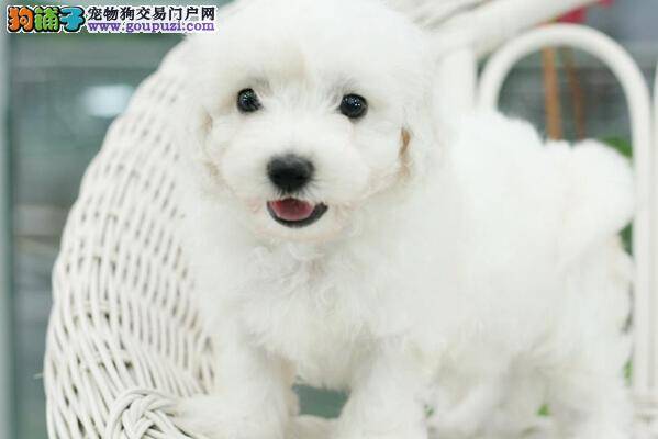 用心沟通 和比熊犬这样交流最顺畅