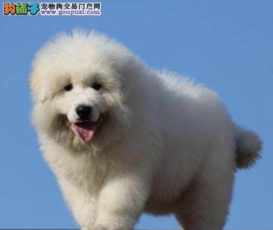 春天大白熊狗狗的养护细则