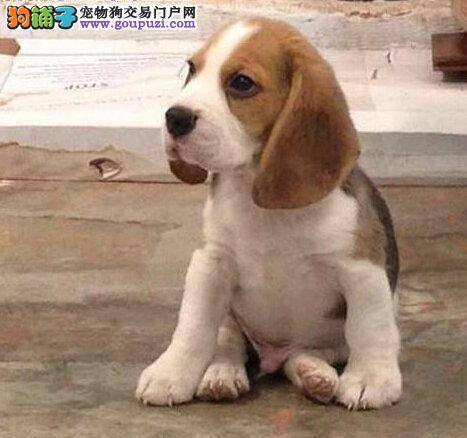 合理饲养助你养出健康比格犬