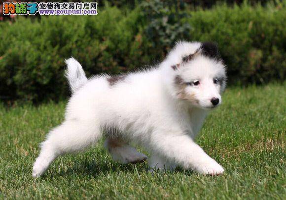 我家喜乐蒂犬情绪颇多 时好时坏