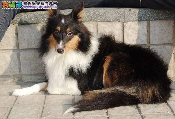 如何才能使喜乐蒂犬拥有一身漂亮的毛发