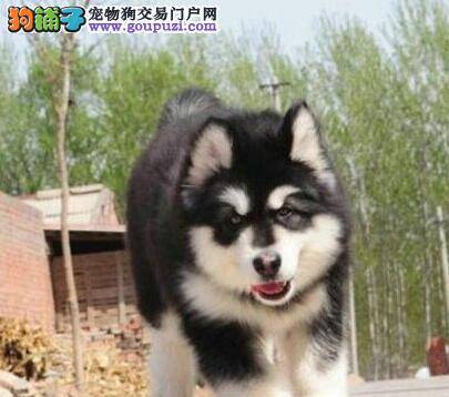 饲养阿拉斯加犬前要考虑哪些事情