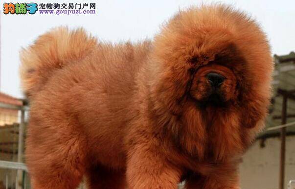 了解藏獒 纯种藏獒的特质和习性有什么特点