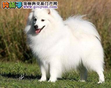 训练银狐犬集中注意力的巧妙方法