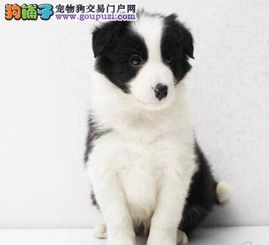 边境牧羊犬耳朵很臭可能患上耳螨了 应该如何医治