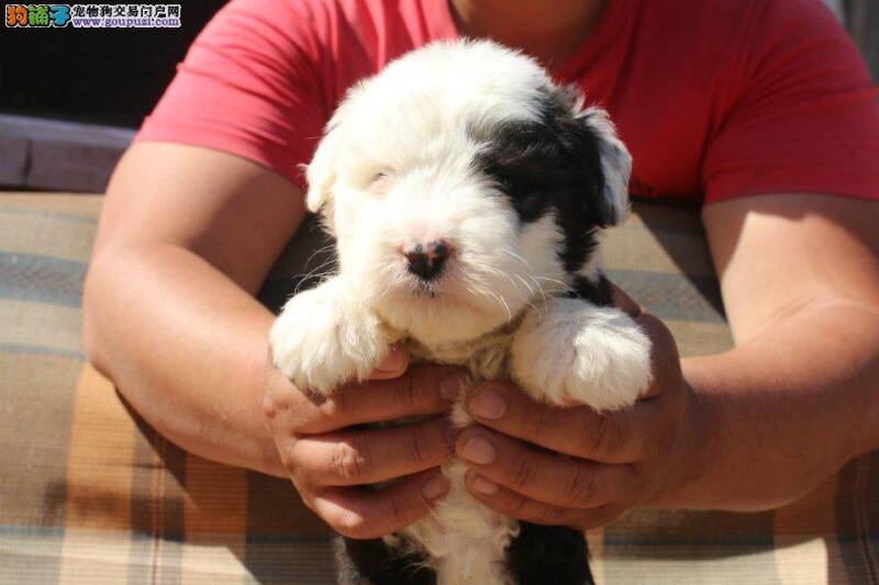 分享训练古代牧羊犬装死的秘籍