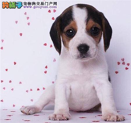 比格犬总是没完没了的吠叫应该怎么办