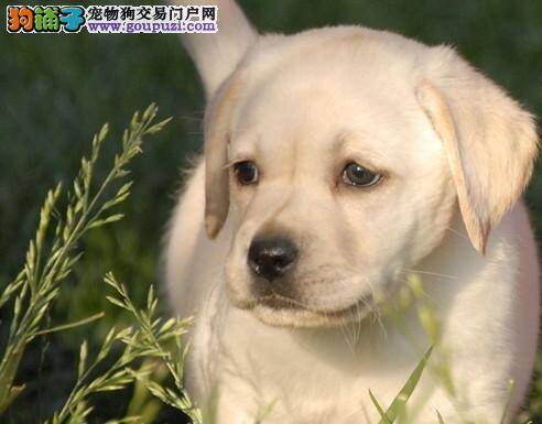 判断上乘的拉布拉多犬狗粮有哪些招数