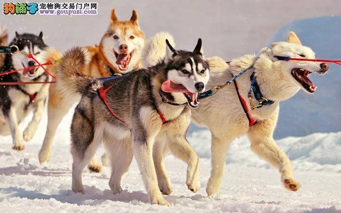 小小蜱虫不可怕 咬伤阿拉斯加雪橇犬巧治疗