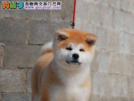 如何让秋田犬不再随意吠叫