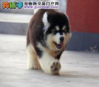 阿拉斯加犬突然间就站不起来 求高人指点