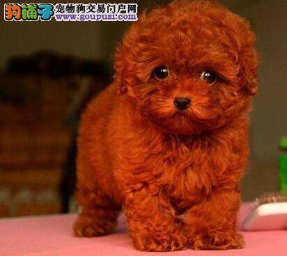 泰迪犬打完疫苗后有发烧的情况没事吧