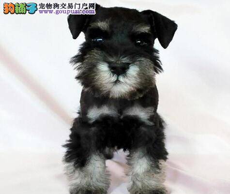 喂养雪纳瑞幼犬要参考原犬主的喂养方法