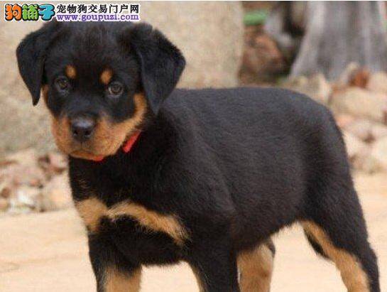罗威纳犬的衰老是如何表现出来的