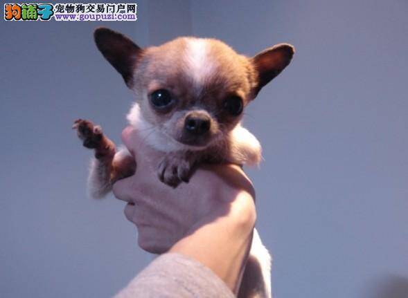 吉娃娃误吞异物的急救方法有哪些