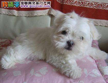 马尔济斯犬眼睛的保护及耳道清洁的小秘籍