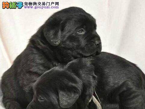 狗狗饲养大讲堂 如何照顾好年幼的拉布拉多犬