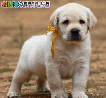 拉布拉多犬平时的生活中可以吃哪些食物