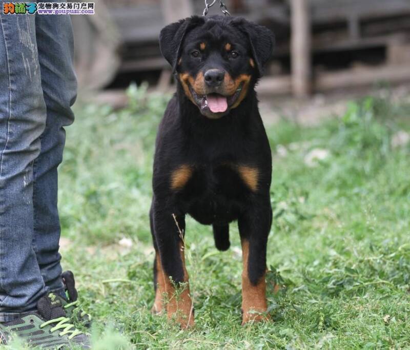 给罗威纳犬刷牙意义重大