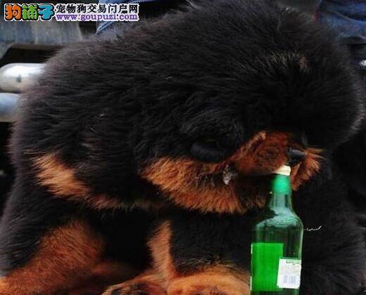 对于藏獒幼犬注射疫苗、驱虫的知识解析