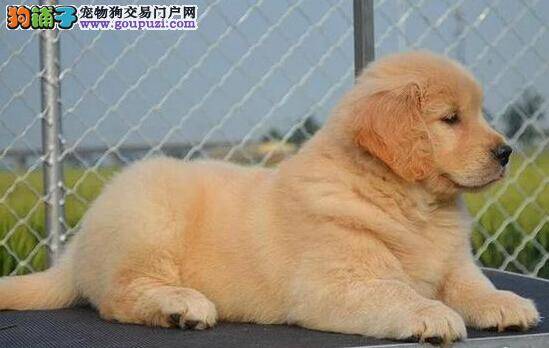 刚到家的小金毛犬对生活环境温度的要求