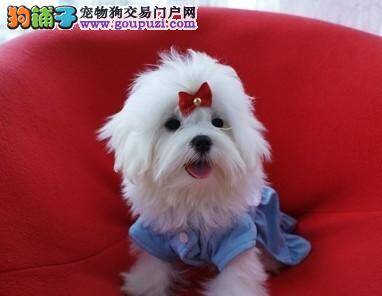 如何对马尔济斯犬进行跳跃与握手的同步训练