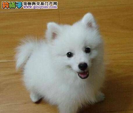 第一次养银狐犬 求大家给我指点些养狗知识