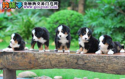 月饼对伯恩犬会造成伤害吗