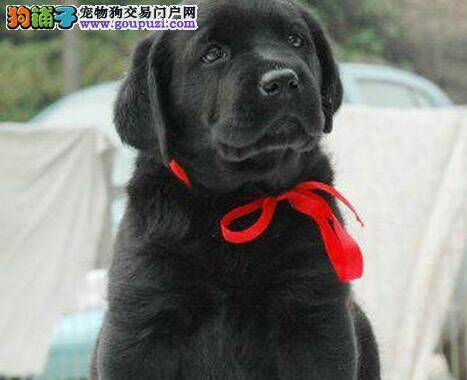 拉布拉多犬肠胃不好，不吃饭不便便怎么办