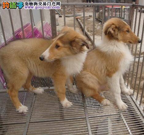 为什么苏格兰牧羊犬总是自己咬自己尾巴转圈