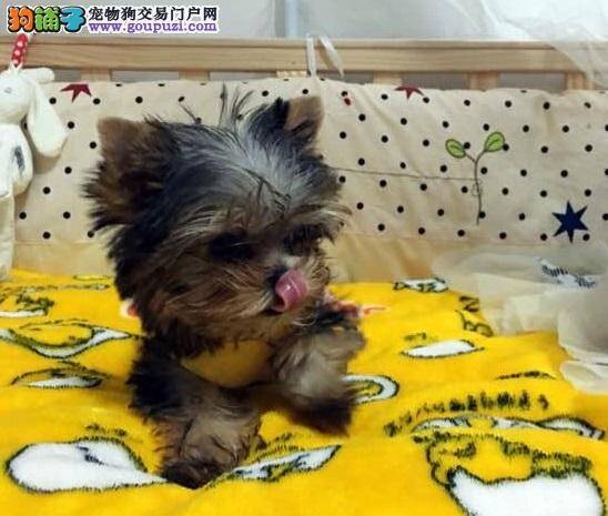如何科学的料理生病的约克夏