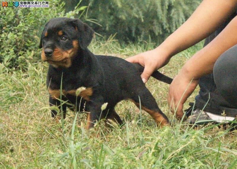 科学喂养 如何让罗威纳犬健康成长