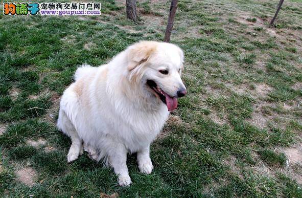 营养全知道 给金毛犬食用什么样的食物最好