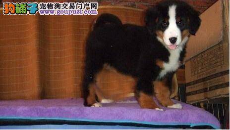 面对伯恩山犬的错误行为大家不要忽视