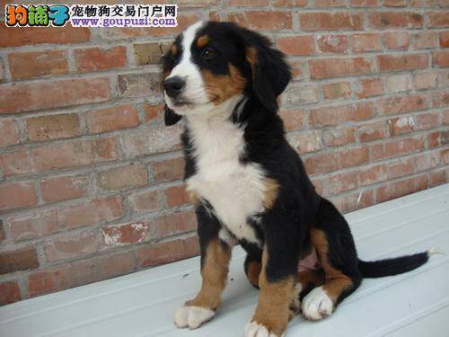 伯恩山犬不知什么原因突然就瘫痪了