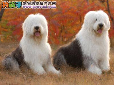 产后的古代牧羊犬怎样护理最到位