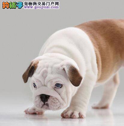 让斗牛犬喜欢上坐车还不晕车的方法