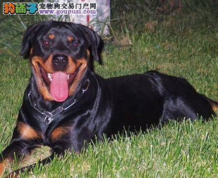 必知好方法 调教罗威纳犬须知两大步骤