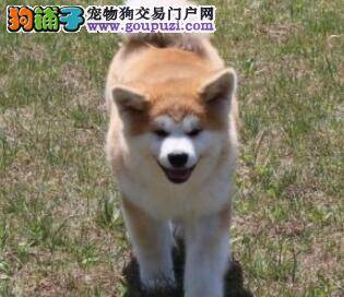 怎样存储秋田犬狗粮可以防潮防霉