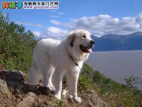 千万不能养成乱给大白熊犬食物的习惯