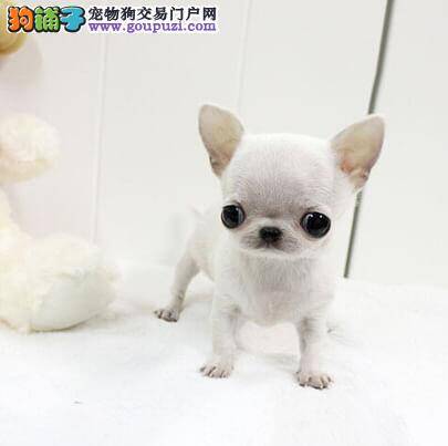 怎样预防你的吉娃娃突然之间变成“铁拐李”