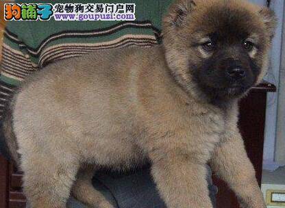 医疗小保健 高加索犬常见病的治疗方法