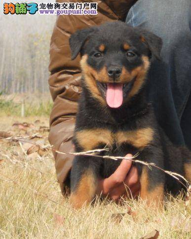 罗威纳犬排便训练的基本训练原则指导