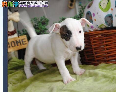 牛头梗换狗粮时便便比较黑是什么原因