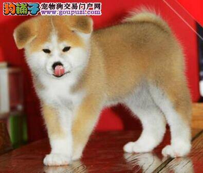 什么原因会导致秋田犬有过敏反应